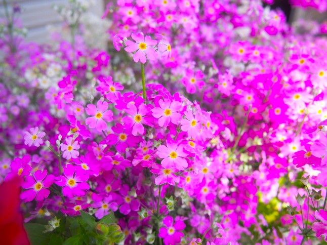 紫色の花図鑑