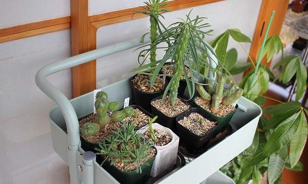 植物用棚にMODERN DECOのスチール製キッチンワゴンを使ってみた【PR