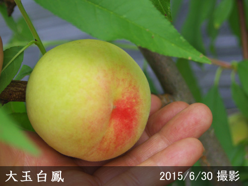 モモ(桃) 大玉白鳳(おおだまはくほう)新苗[一年生苗] - 果樹苗・大苗