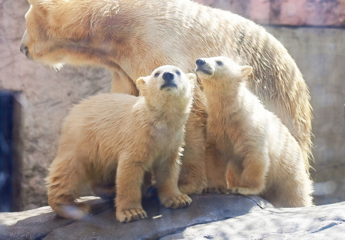 双子のホッキョクグマ、すくすく育ってます 仙台・八木山動物公園