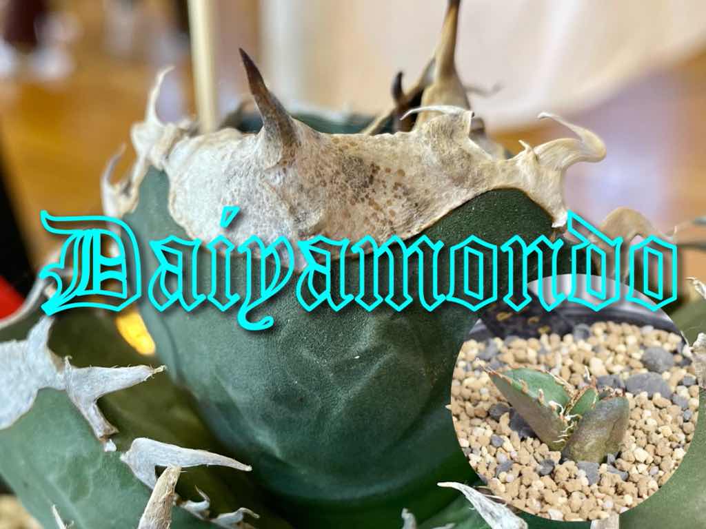 成長記録】アガベ チタノタ 南アフリカダイヤモンド | KAI plants