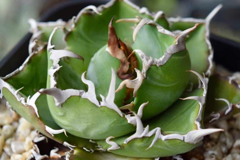 品種紹介：アガベ チタノタ “白鯨” (Agave Titanota “White Whale