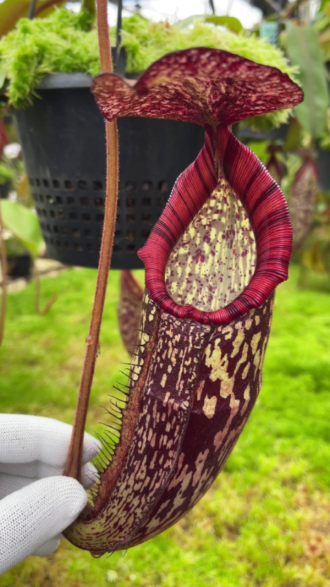 N. spectabilis x klossii – assorted clones: BE-4648 LARGE - Kenny