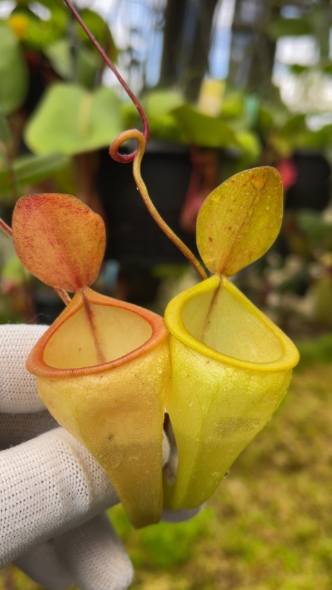 N. pitopangii FC-060: BE-4711 - Kenny Coogan - carnivorous plants