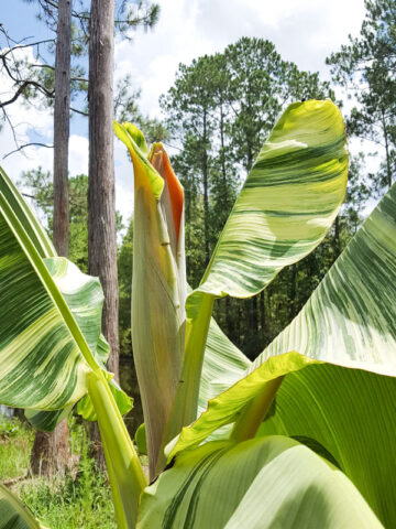 XL Variegated Dwarf Namwah Thai Banana Tree (musa namwah) – Kens