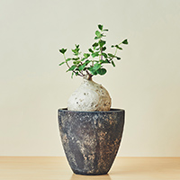寒グミ / 盆栽、多肉植物、塊根植物、観葉植物通販/KIDORI -キドリ-
