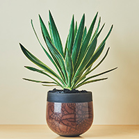 匂い楓（ニオイカエデ） / 盆栽、多肉植物、塊根植物、観葉植物通販