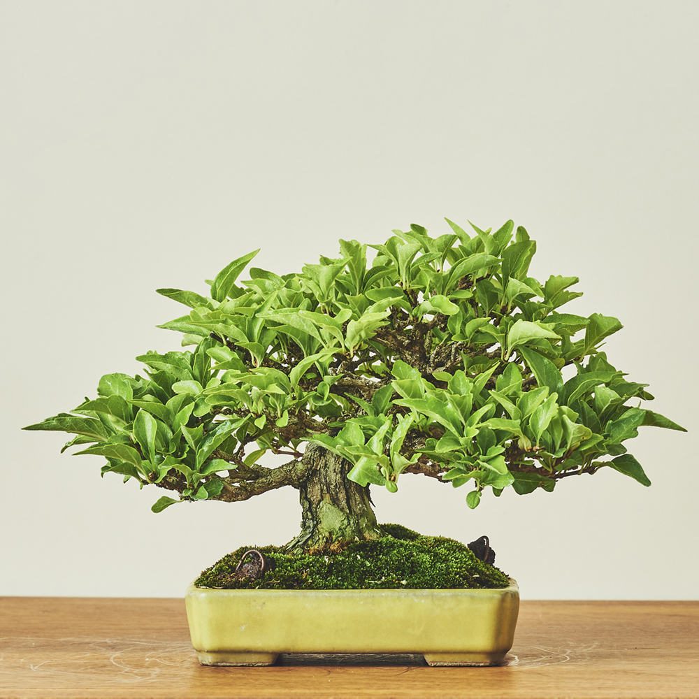 匂い楓・ニオイカエデ/盆栽、多肉植物、塊根植物、観葉植物通販/KIDORI