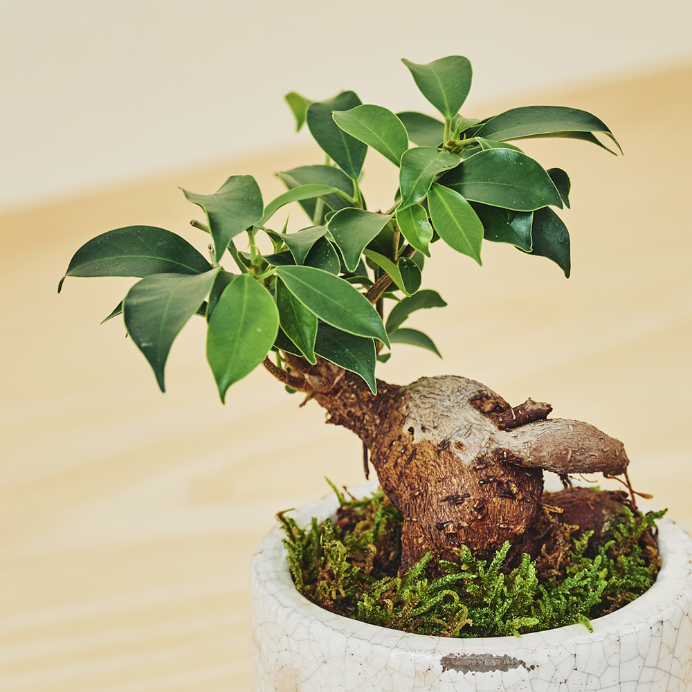 ガジュマルS/盆栽、多肉植物、塊根植物、観葉植物通販/KIDORI -キドリ-