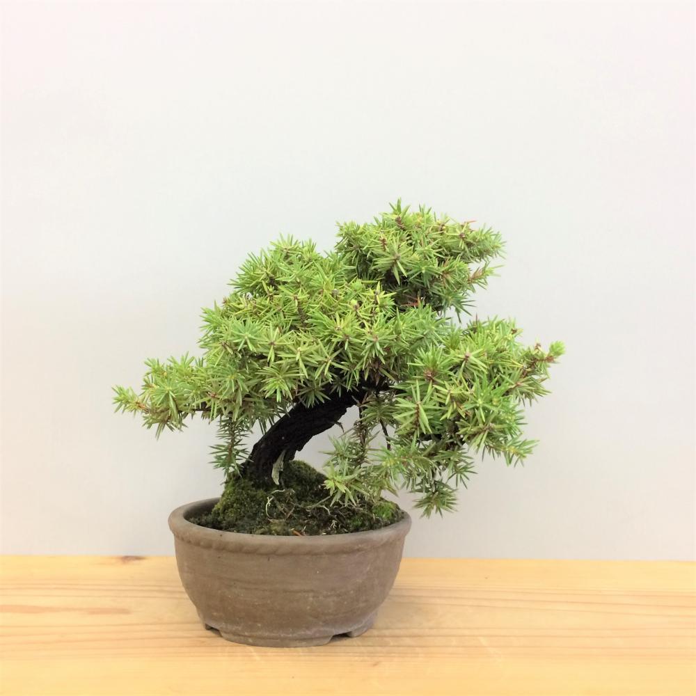 盆栽 八ツ房杜松/盆栽、多肉植物、塊根植物、観葉植物通販/KIDORI -キドリ-