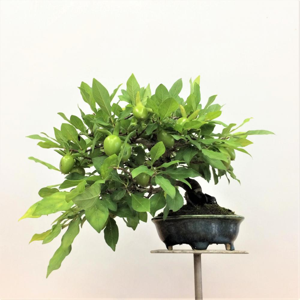 盆栽 老翁柿 -ロウヤガキ-/盆栽、多肉植物、塊根植物、観葉植物通販