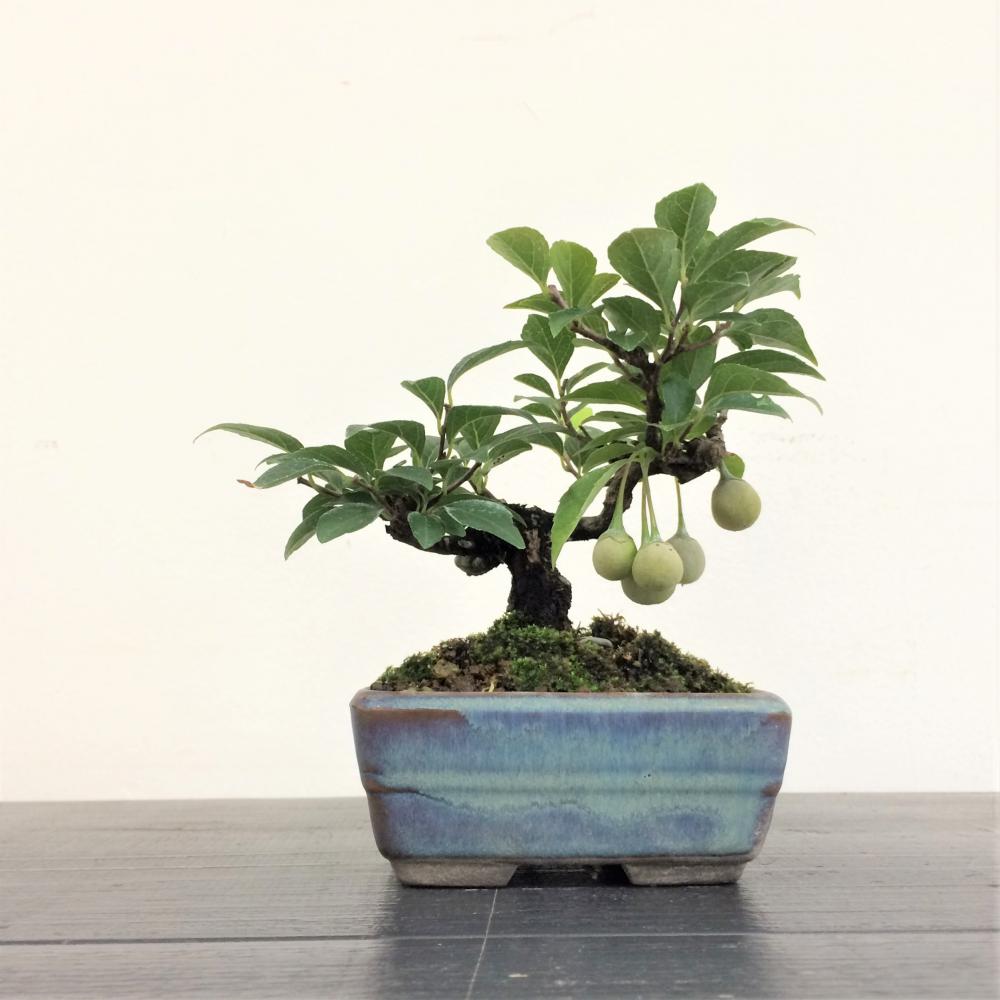 ミニ盆栽 エゴノキ/盆栽、多肉植物、塊根植物、観葉植物通販/KIDORI