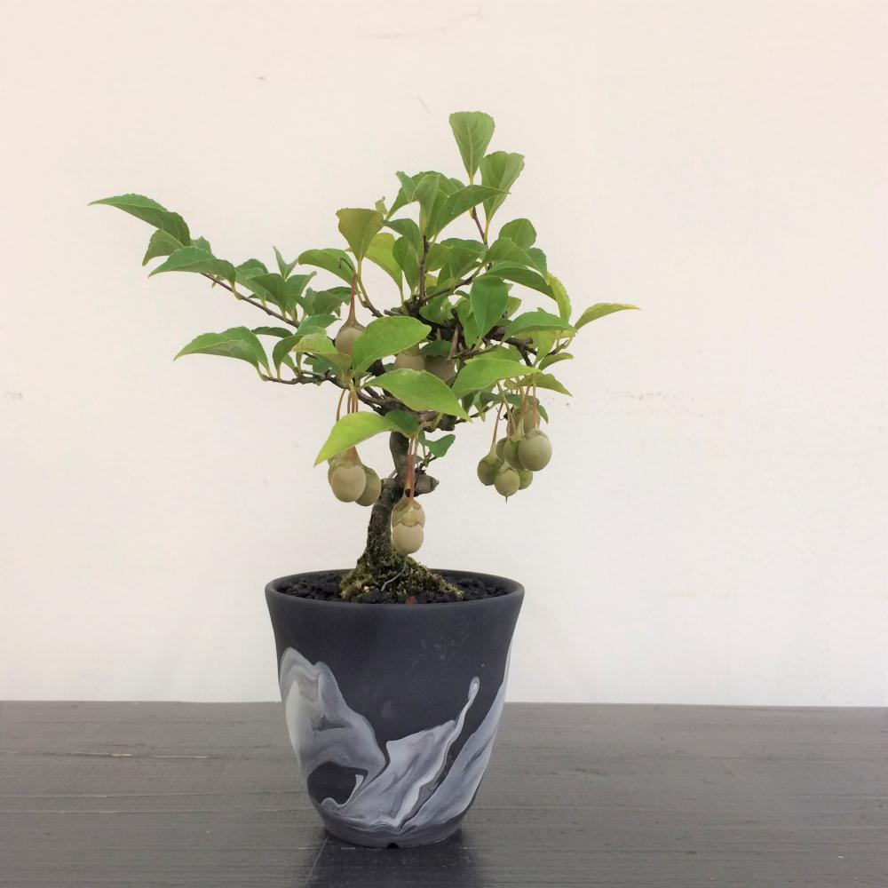 ミニ盆栽 エゴノキ/盆栽、多肉植物、塊根植物、観葉植物通販/KIDORI
