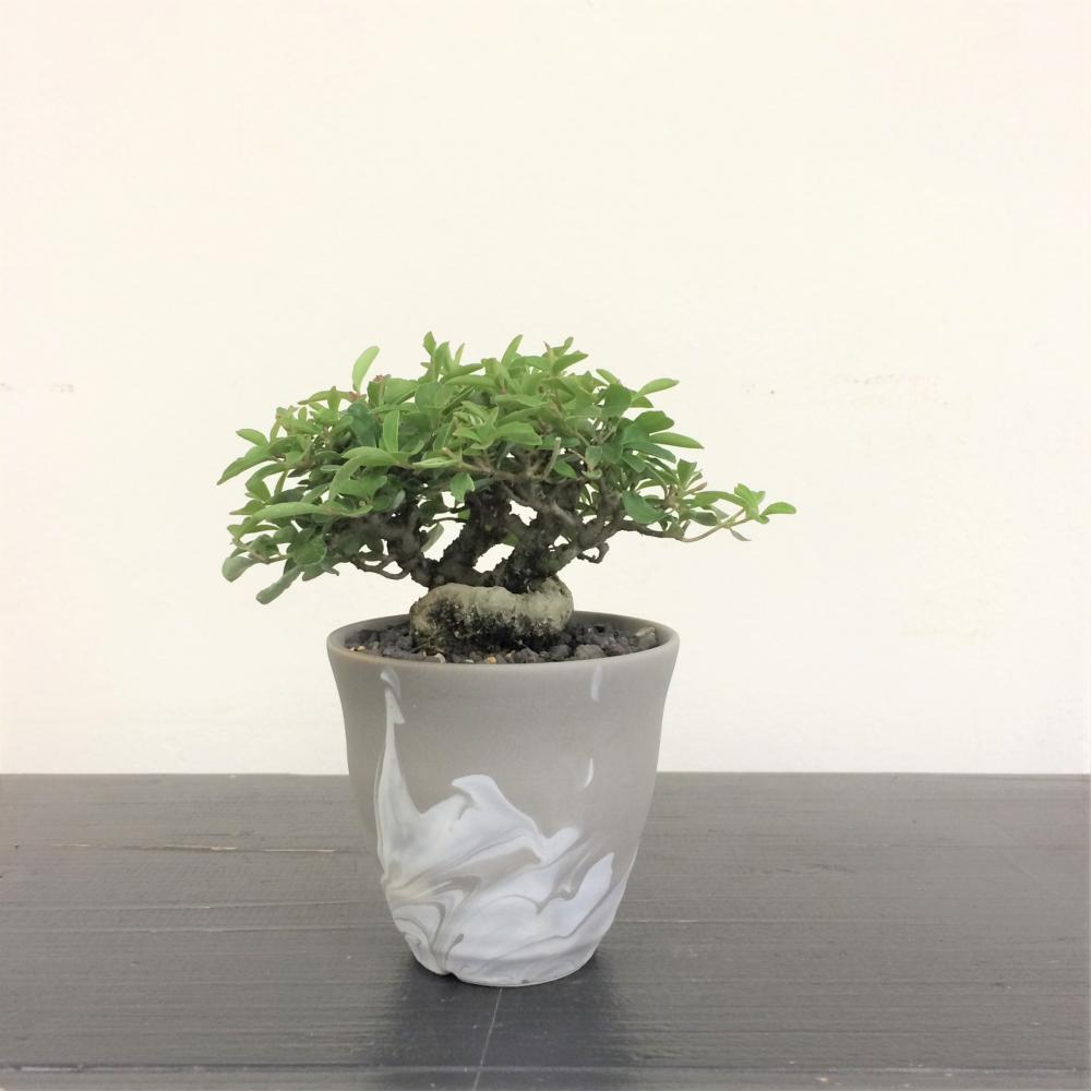 ミニ盆栽 イボタ/盆栽、多肉植物、塊根植物、観葉植物通販/KIDORI -キドリ-