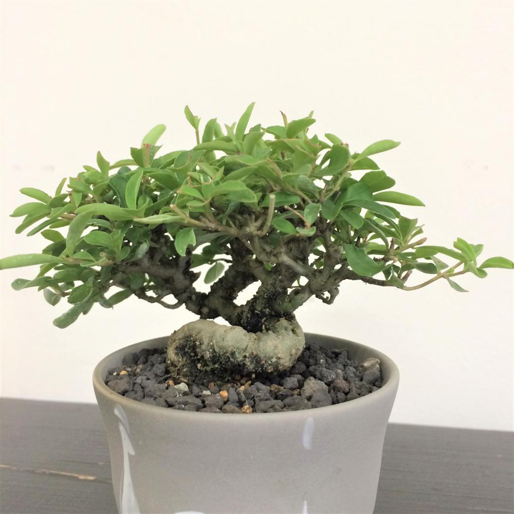 ミニ盆栽 イボタ/盆栽、多肉植物、塊根植物、観葉植物通販/KIDORI -キドリ-