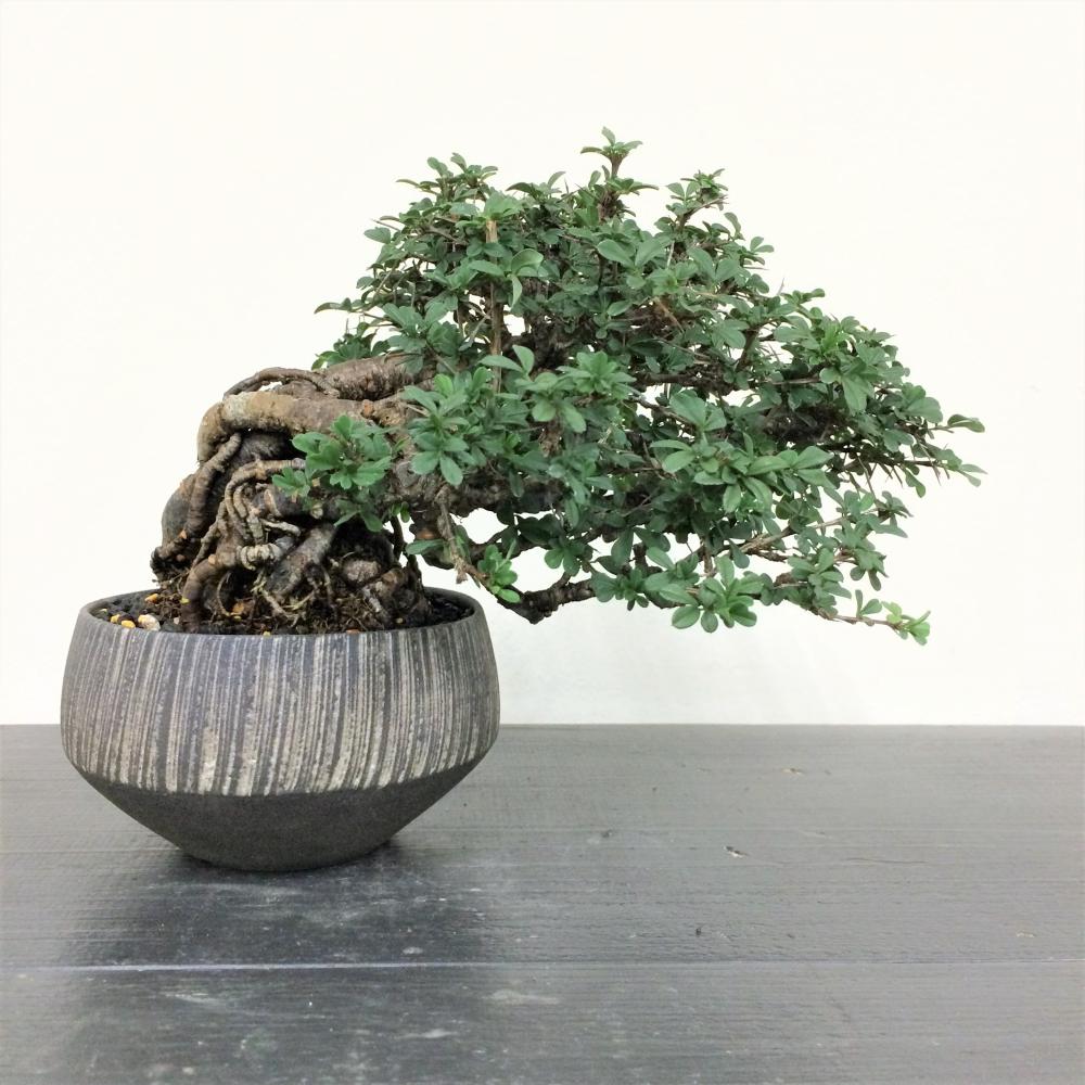 盆栽 群雀 -ムレスズメ-/盆栽、多肉植物、塊根植物、観葉植物通販