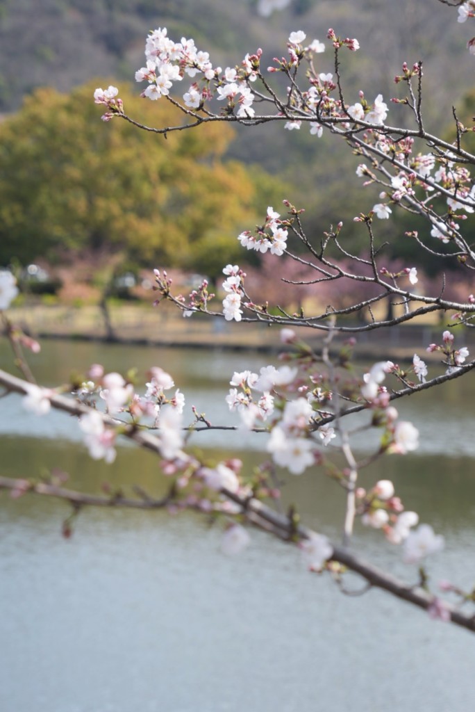 キニナッタ【倉敷】2025年桜スポットめぐり | キニナッタ