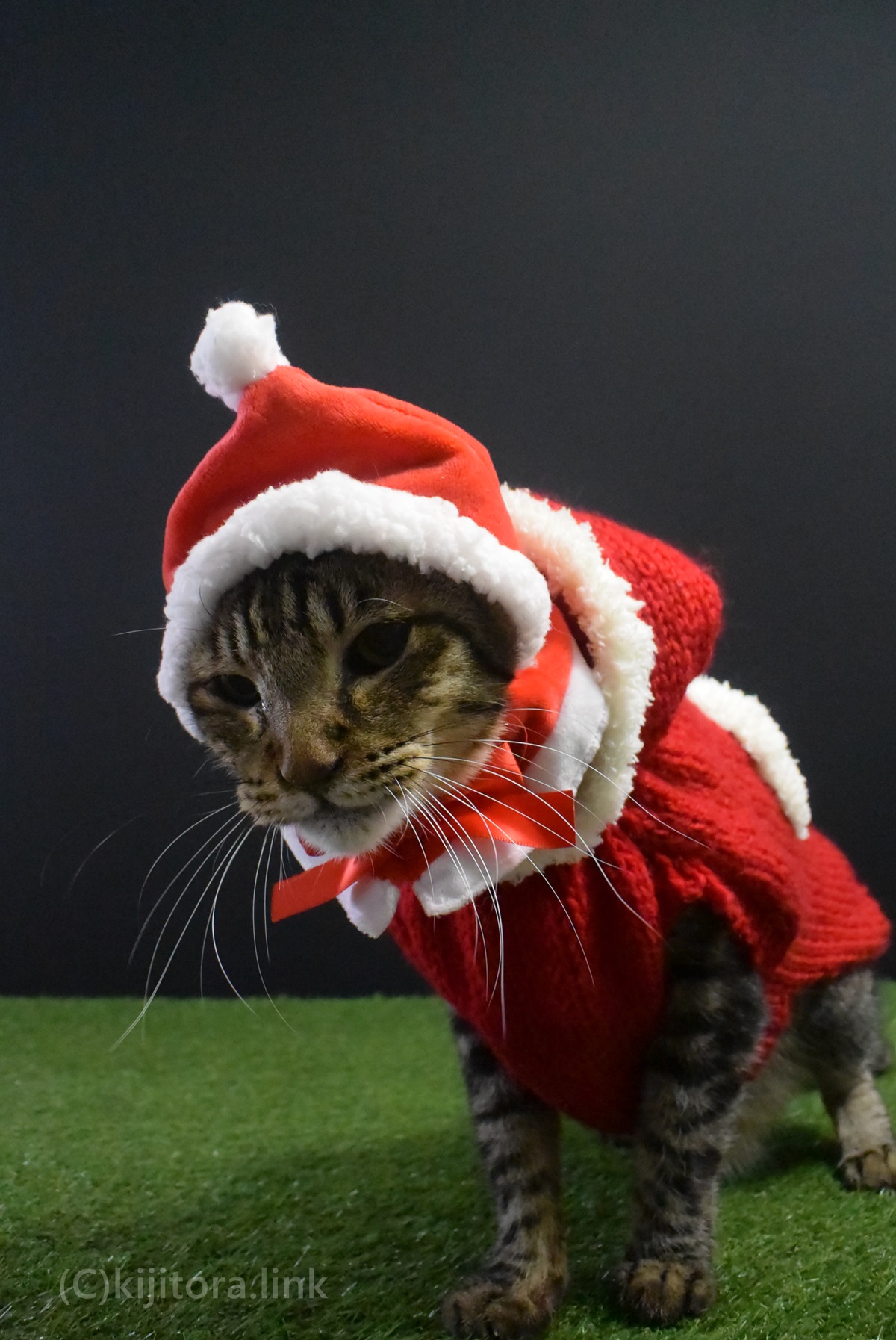 猫のクリスマス コスプレ！ガチャガチャとハンドメイドでサンタにゃん