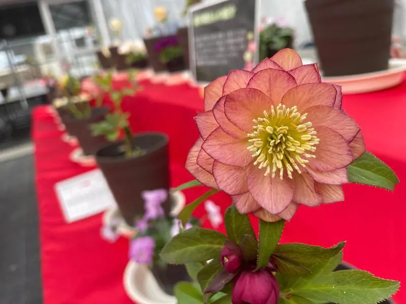希少品種も集結！ 「クリスマスローズ展 2026 in ひまわりの丘公園