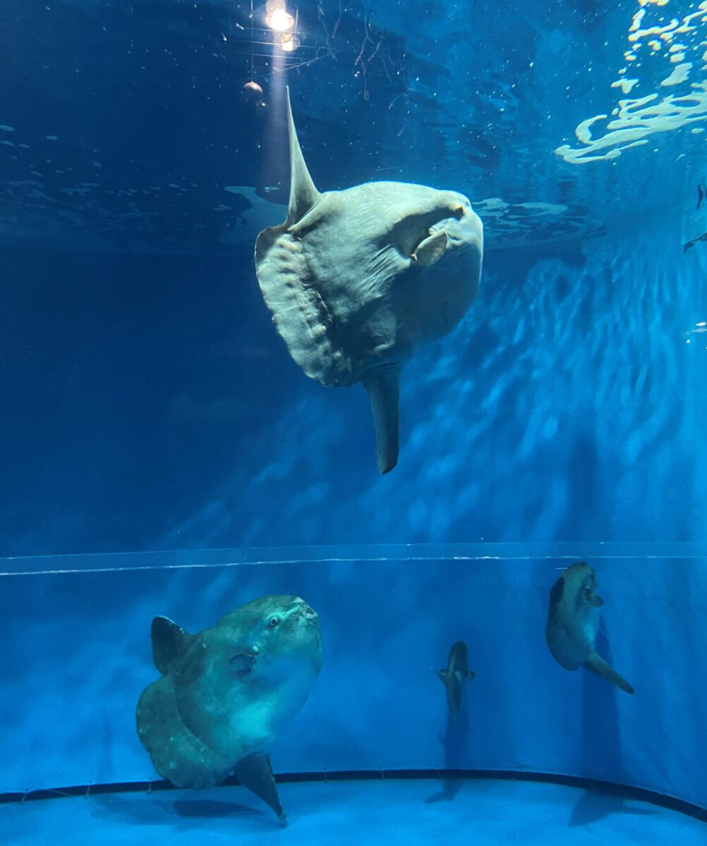 はしもとみおの彫刻 アクアワールド茨城県大洗水族館】取材レポート