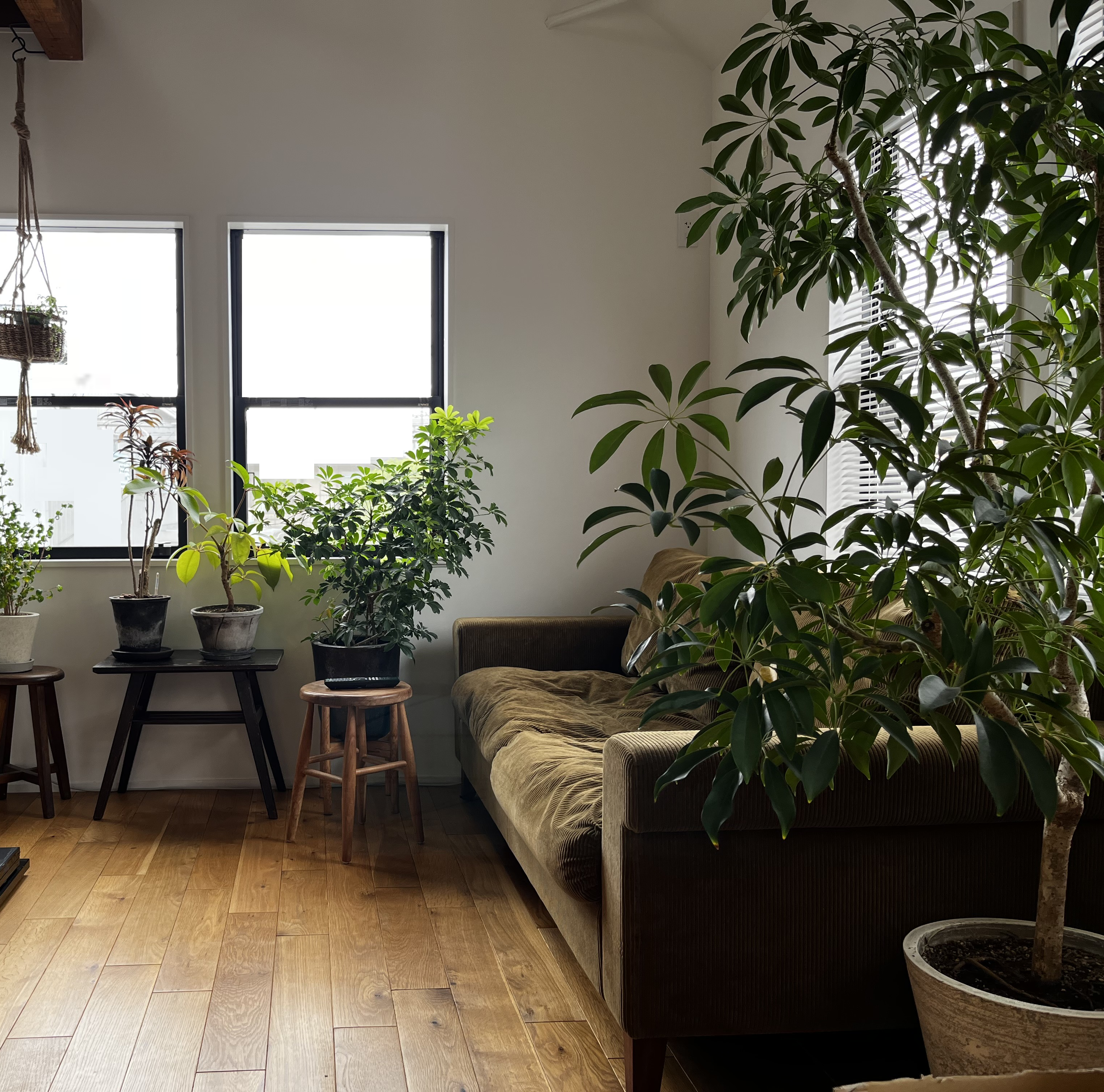 TRUCK FURNITUREの真似っこ。リビングの大型観葉植物シェフレラ | 中古