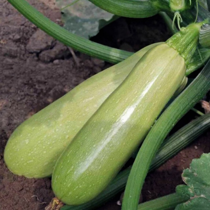 Heirloom Lebanese White Bush Zucchinis Organic Seeds | Association