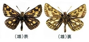 タカネキマダラセセリ(たかねきまだらせせり)とは？ 意味や使い方