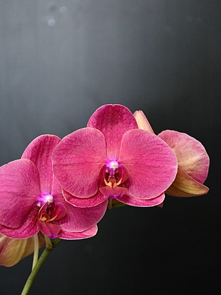 kota_phalaenopsis_red_yuuhi03-