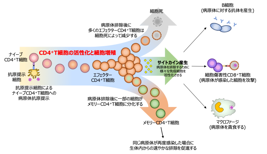 HTLV-1感染は過剰なT細胞の活性化を引き起こし、感染細胞のがん化を