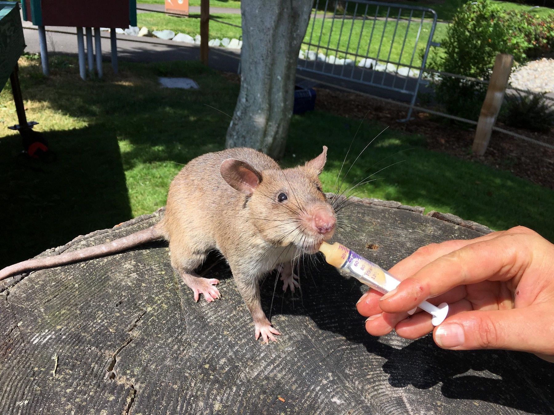 KUOW - 'Hero rats' go on display at Tacoma zoo. Their relatives