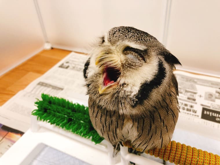 フクロウ雑学まとめ】特徴が分かるふくろう豆知識14個！｜くるるの野望