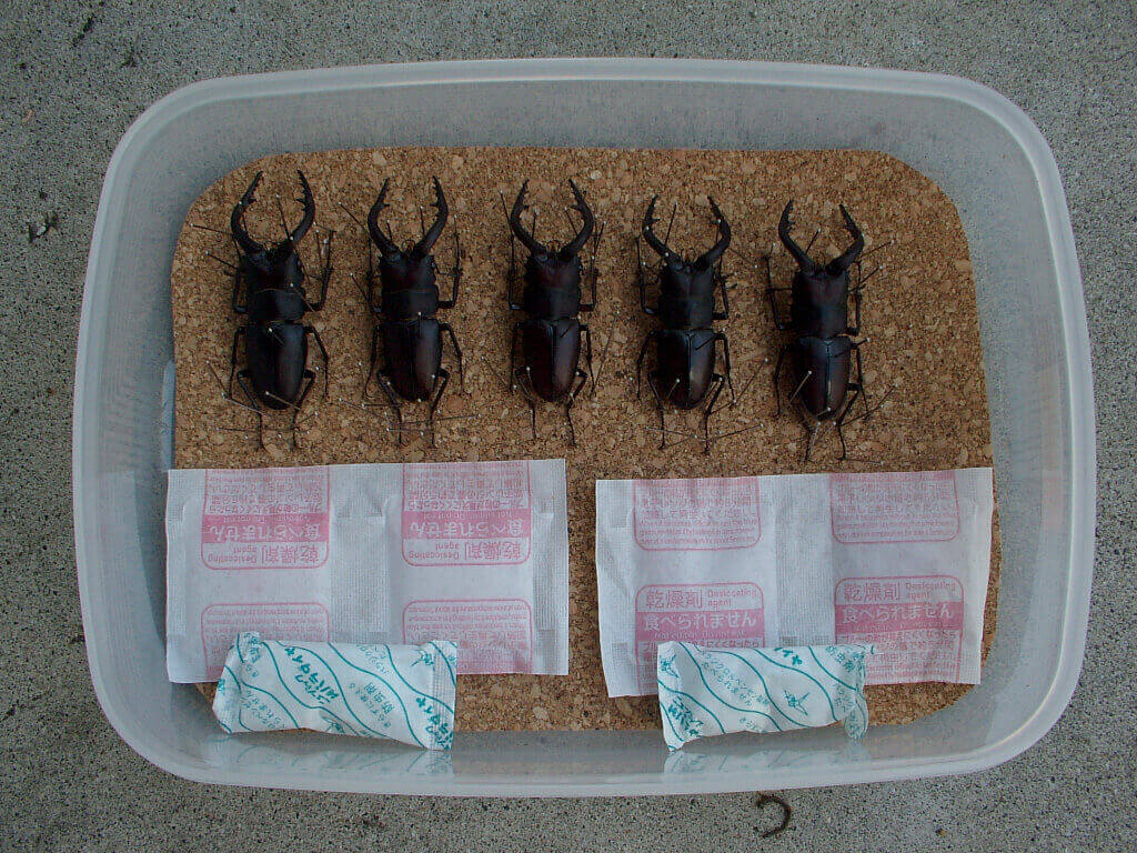クワガタ、カブトムシ 標本の作り方 【No.2】 展足途中経過