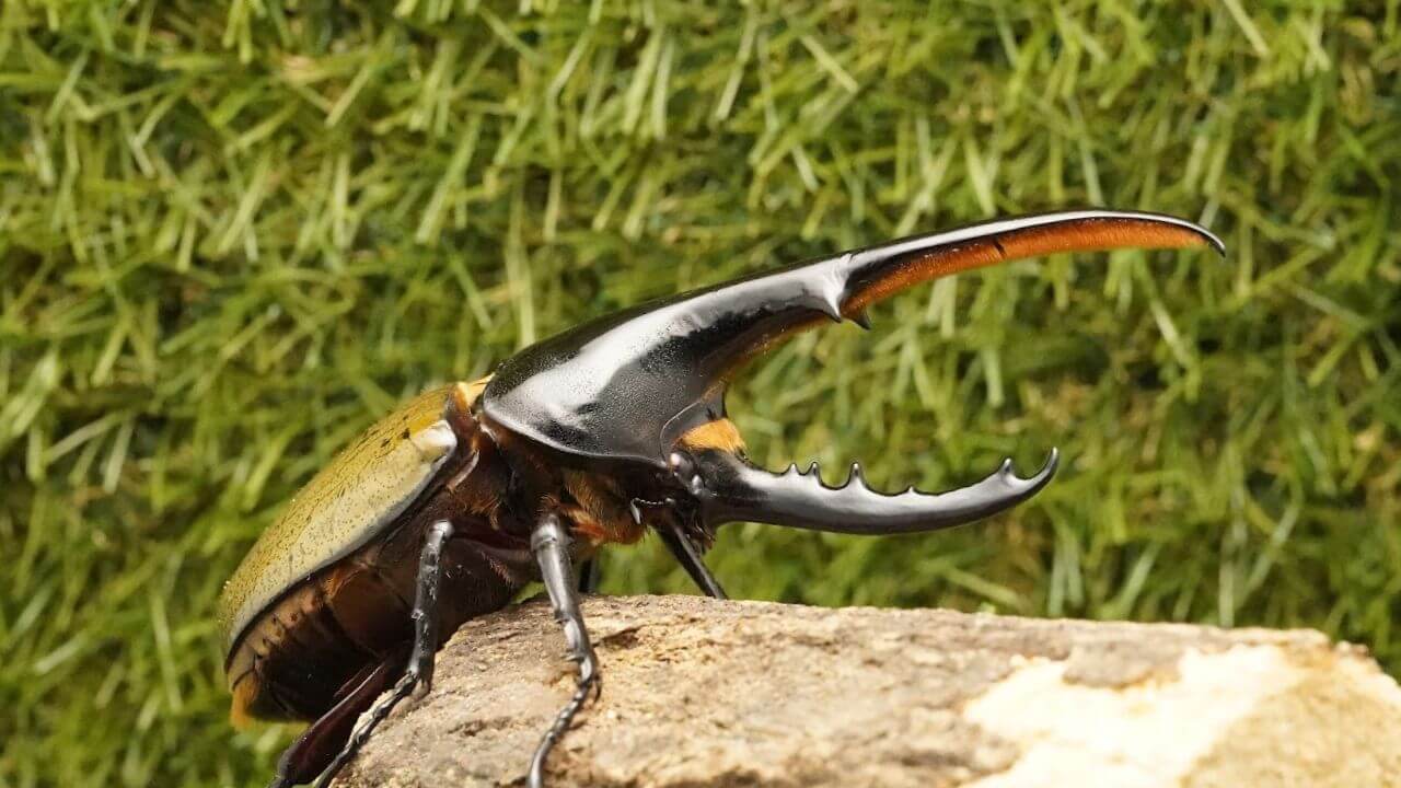 ヘラクレス・ヘラクレス | クワガタ・カブトムシ飼育情報 | 月夜野きのこ園
