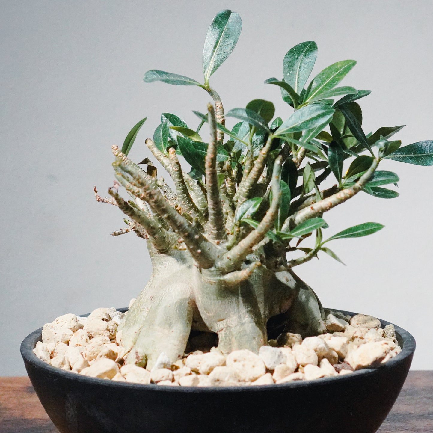 1点物】アデニウム・アラビカム (アラビクム) | Adenium arabicum