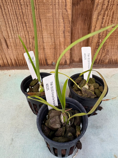 Bulb. affine – Louisiana Orchid Connection