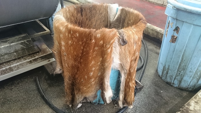 Tanning deer skin