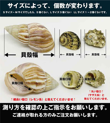 貝殻まとめ売り21