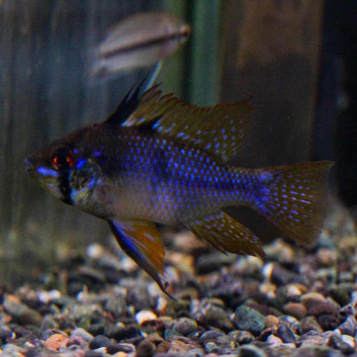 Homalomena aff. vitifolius 赤備 若蛙手 Homalomena aff. vitifolius