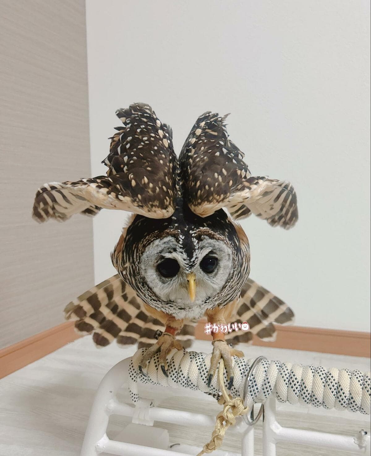 翼を広げるフクロウ】威嚇してるの！？飼い主さんのコメントで理由が