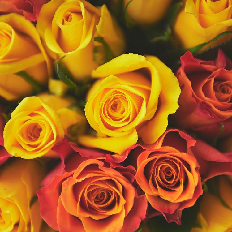 バラの花束 産地厳選 黄色・オレンジ薔薇31～108本（本数をお選び