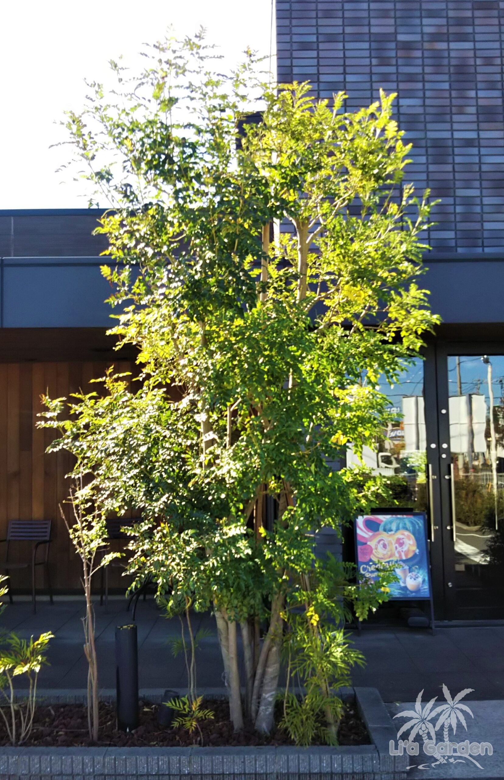 メインツリー】 シマトネリコ Fraxinus griffithii 〈常緑広葉樹