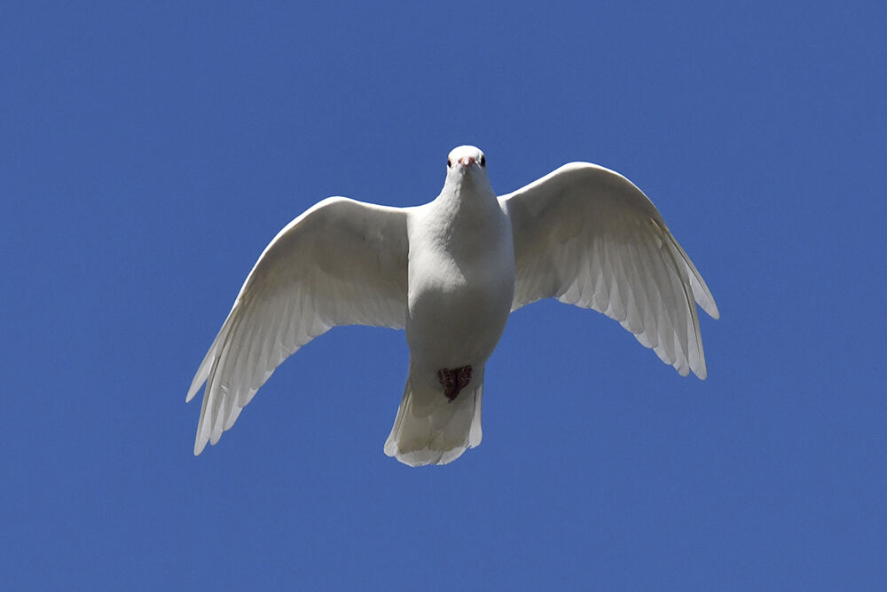 ジュズカケバト・白変種をギンバト（銀鳩） : 日本全国の山・川・海に