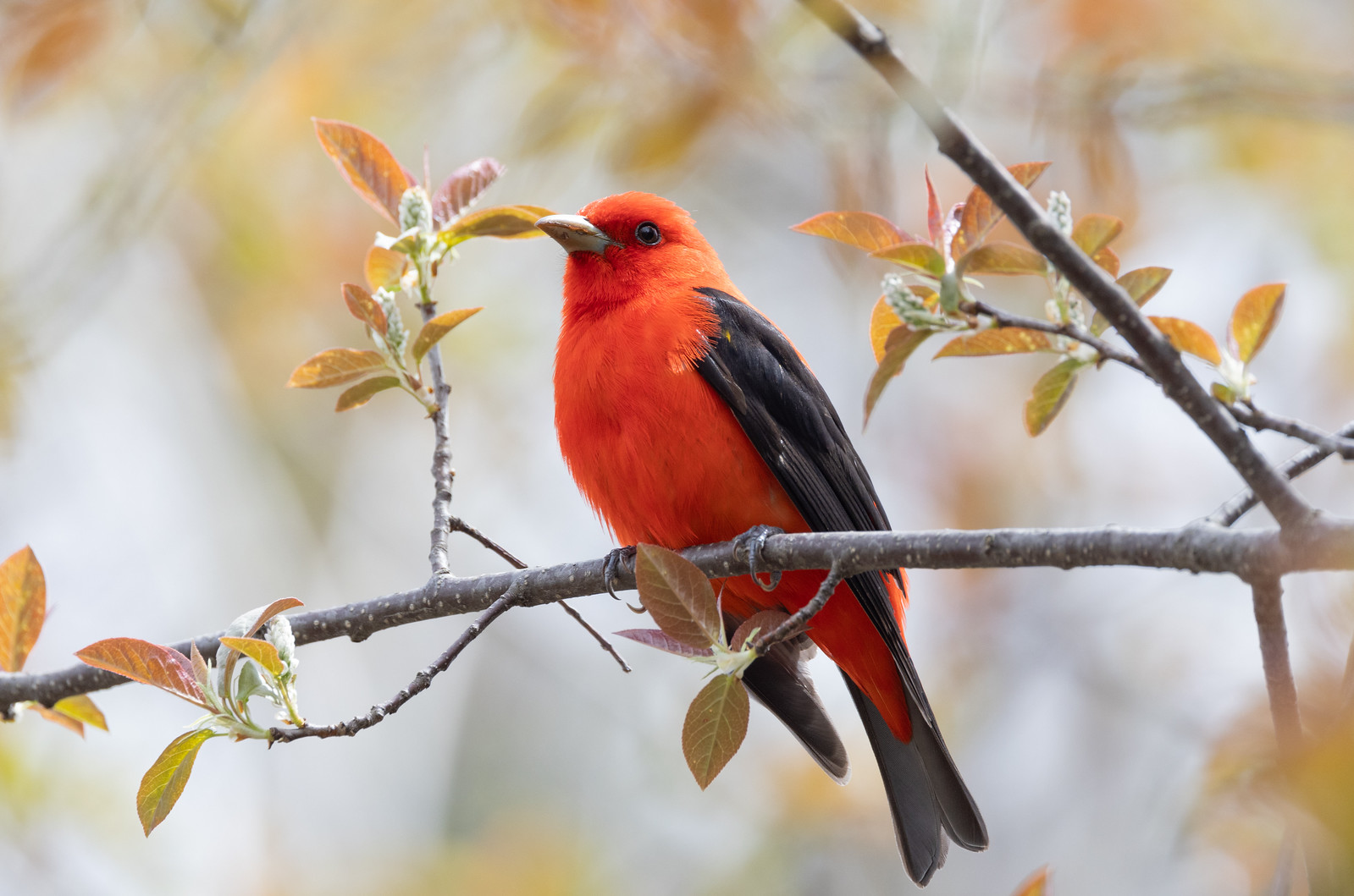 Scarlet Tanager | Bird | Laura Erickson's For the Birds