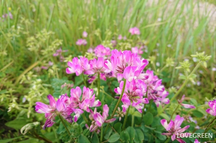 蓮華｜花の季節、名前の由来や花言葉、蜂蜜まで | LOVEGREEN(ラブグリーン)