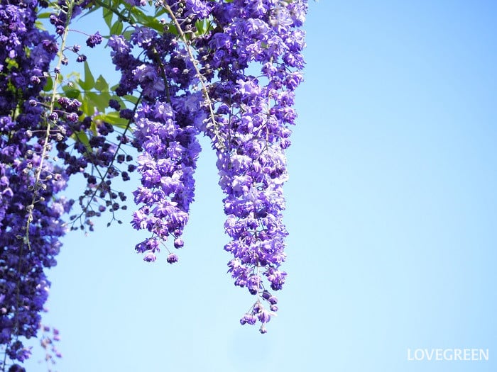 藤｜花の季節や特徴、種類と見分け方 | LOVEGREEN(ラブグリーン)