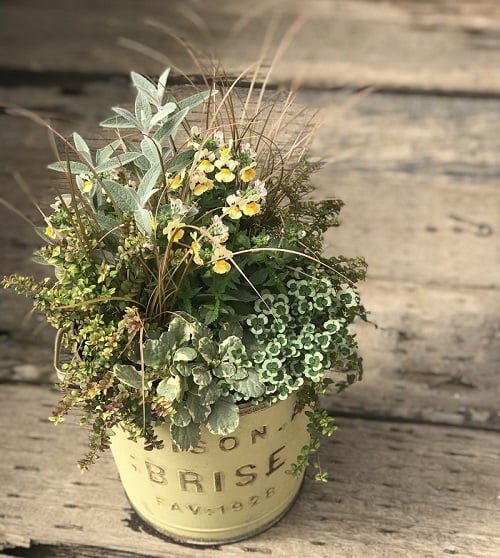 センスのいい寄せ植えを作るコツ｜花を引き立たせるカラーリーフの