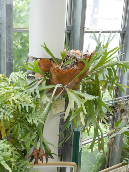 ビカクシダ - 植物図鑑 - エバーグリーン