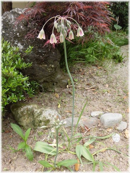 アリウム シクルム - 植物図鑑 - エバーグリーン