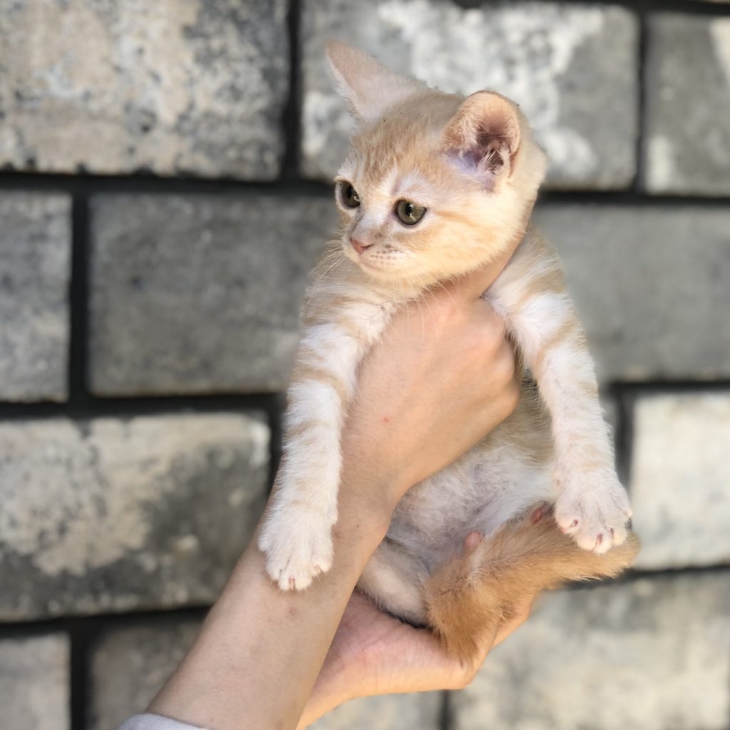 マンチカン（足長）の販売ページ – マシュマロパンダ