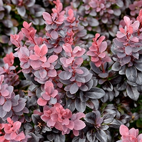 Barberry, Concorde Dwarf Red - Lurvey Landscape Supply